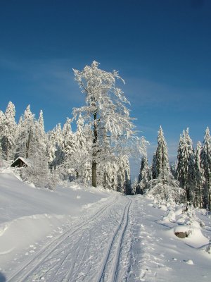 Bezecka trat_resort Bukova hora.jpg